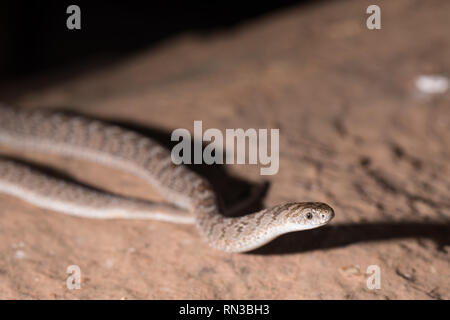 Common or rhombic egg-eaters, Dasypeltis scabra, like this in Madikwe Game Reserve, North West, South Africa are a common snakke harmless to people. Stock Photo