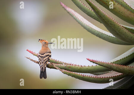 An African hoopoe, Upupa africana, perches on an aloe plant in Bontebok National Park, Western Cape Province, South Africa. Stock Photo