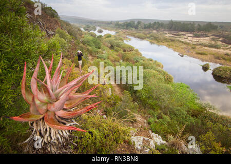 A young man looks for birds along the Breede River, Bontebok National Park, Western Cape, South Africa, where birdwatching and hiking are popular. Stock Photo