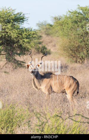 Kudu bull, Tragelaphus strepsiceros,  at dawn Kgalagadi Transfrontier Park, Northern Cape, South Africa. Side view in dry svannah grassland with acaci