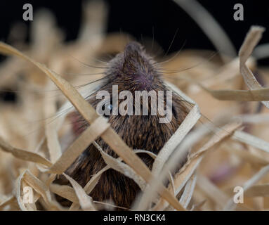 Mouse in wood wool Stock Photo