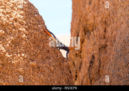 A red headed Agama lizard in Spitzkoppe Nature Reserve in Namibia Stock Photo