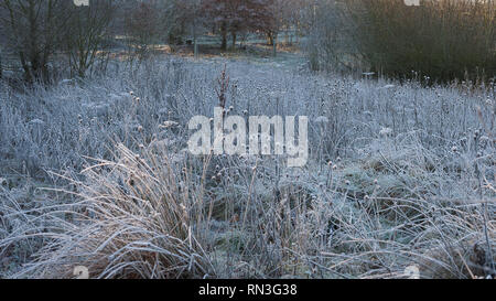 Dreamy scene of frost on grass in afternoon light. Stock Photo