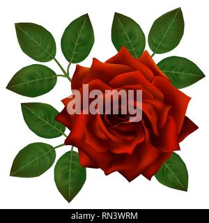 Beautiful red rose isolated on white background. Perfect decoration for your design, clear vector photorealistic flower, blooming rose with leaves Stock Vector