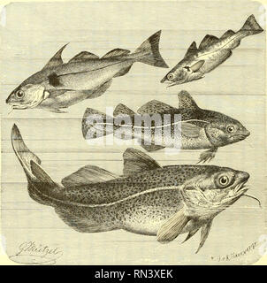. Animate creation : popular edition of &quot;Our living world&quot; : a natural history. Zoology; Zoology. 268 THE COD. state. Salted Cod is to many persons a great dainty, but to others, among whom 1 must be reckoned, it is insufferably offensive, and even with all the additions of sauce and condiment is barely eatable. The Cod is sometimes sent away in a fresh state, but is often split and salted on the spot, packed in flats on board, and afterwards washed and dried on the rocks. In this state it is called Klip-fish or Rock-fish. The liver produces a most valuable oil, which is now in great