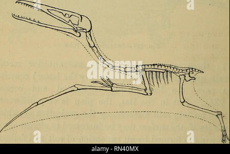 Pterodactyl (Pterodactyl) - ABDO