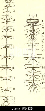 Animal physiology. Physiology, Comparative. 356 NERVOUS SYSTEM OF  ARTICULATED ANIMALS. the Moth being much shorter than that of the  Caterpillar), and that great changes have taken place in the relative sizes