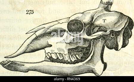 Animal Skull From An Antelope In The Namib Desert Stock Photo - Alamy