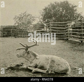 . Animal Life and the World of Nature; A magazine of Natural History. Arctic Animals l6l. Photograph oy E. J. Bed-. KEINDEEB. Proximity to land and in shallow water is the spot chosen by the walrus as its habitat. Here it brings forth its young, usually one at a birth, and is able to dredge on the bottom of the sea for its food, which consists largely of shell-fish. The chief uses of the formidable tusks are four: In the first place to scrape up the bottom to obtain food; secondly, when lying on its back in the water, by their aid the animal is able to knock holes through thin ice, and so clam Stock Photo