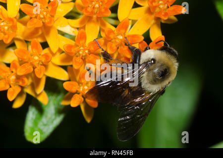 Brown-belted Bumble Bee, Bombus griseocollis, on orange milkweed, Asclepias tuberosa Stock Photo