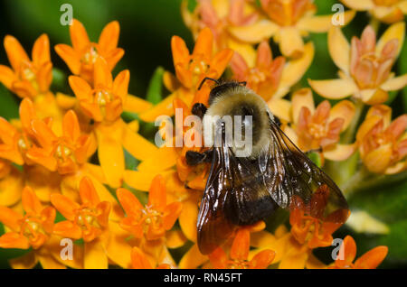 Brown-belted Bumble Bee, Bombus griseocollis, on orange milkweed, Asclepias tuberosa Stock Photo