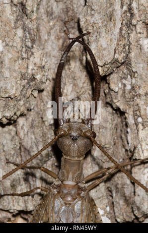 Eastern Dobsonfly, Corydalus cornutus, male Stock Photo