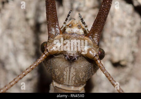 Eastern Dobsonfly, Corydalus cornutus, male Stock Photo