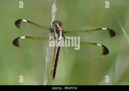 Spangled Skimmer, Libellula cyanea, female Stock Photo