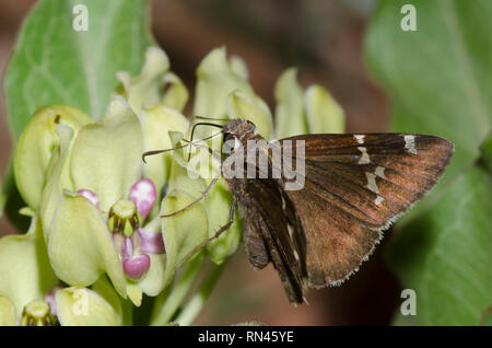Southern Cloudywing, Cecropterus bathyllus, nectaring from green milkweed, Asclepias viridis Stock Photo