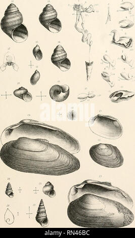 . Annalen des K.K. Naturhistorischen Hofmuseums. K. K. Naturhistorisches Hofmuseum (Vienna, Austria); Natural history. Sturaixy ; Molluskenfauna der europäischen Türkei .(TafU) TafSK.. .V SvoTjoia nilCat ocz.ilIiüi, LifliAnsi vTli BaTimvanhXico- Annalen de s kk.naturhistflofiaus eums Band IX .18 9 4.. Please note that these images are extracted from scanned page images that may have been digitally enhanced for readability - coloration and appearance of these illustrations may not perfectly resemble the original work.. K. K. Naturhistorisches Hofmuseum (Vienna, Austria). Wien : Alfred Hlder Stock Photo