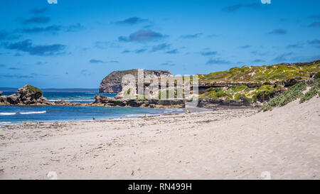 Seal bay scenery on Kangaroo Island South Australia with resting Australian sea lions Stock Photo