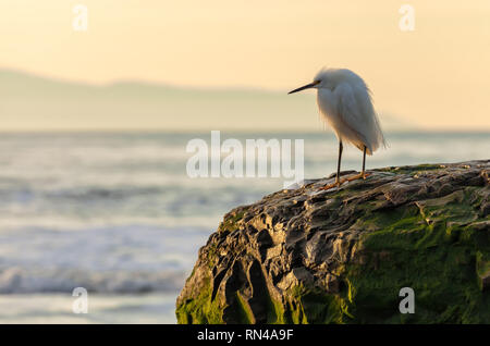 Juvenile Snowy egret (Egretta thula) perch on a rock at early morning at Santa Cruz Beach, California, United States. Stock Photo