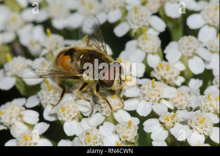 Syrphid Fly, Eristalis arbustorum, male on yarrow, Achillea sp. Stock Photo