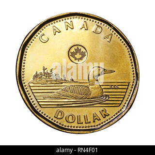 OTTAWA - FEBRUARY 2019:  Canada's one dollar coin features a loon, a common waterfoul in Canada's wilderness areas. Stock Photo