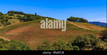 Panoramic view of rows of grape vines on rolling hills at a vineyard in the spring in Sonoma County, California, USA Stock Photo