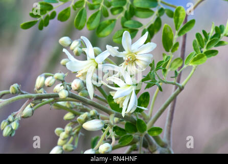 Flowers of the Moringa tree 'Moringa oleifera', native to tropical & subtropical climate of India. Stock Photo