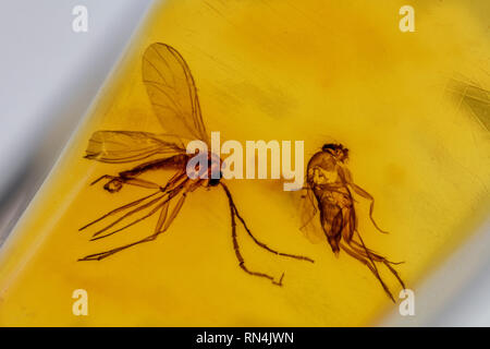 Fungus Gnat (and fly) in Amber - Mycetophilidae, Colombia, Pleistocene Stock Photo