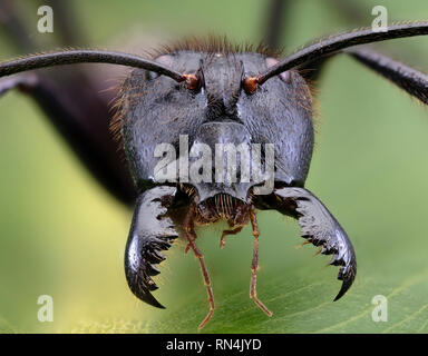 Giant Forest Ant, Camponotus gigas, Borneo Largest Species of ant on earth… (aprox 1” long) Stock Photo