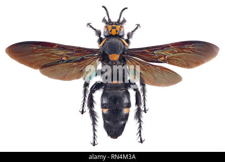 Giant Scoliid Wasp - Megascolia procer javanensis, Indonesia Stock Photo
