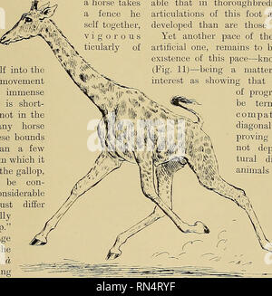 Published in 1874, Animal Locomotion explores the mechanics of movement ...