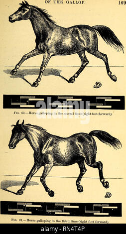 . Animal mechanism: a treatise on terrestrial and aërial locomotion. Animal locomotion; Flight. . Please note that these images are extracted from scanned page images that may have been digitally enhanced for readability - coloration and appearance of these illustrations may not perfectly resemble the original work.. Marey, Etienne-Jules, 1830-1904. New York, D. Appleton and co. Stock Photo