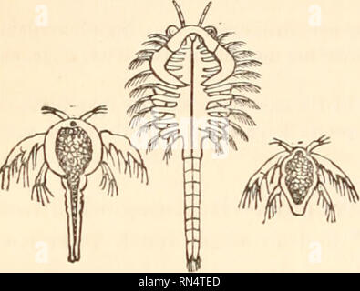 . The animal kingdom, arranged after its organization, forming a natural history of animals, and an introduction to comparative anatomy. Zoology. 442 CRUSTACEA.. Artemia salina, (Cancer salintts, Linn., Montague, in Trans. Linn. Soc, 9. pi. 14,) [the Brine Shrimp] is a very small Crustaceous animal, commonly found in the salt pans at Lymington, in England, when the evaporation of the water is considerably advanced. [Latreille observed that we were in possession of very imperfect characters of this little species. More recently, however, Dr. J. V. Thompson has minutely examined its struc- ture, Stock Photo
