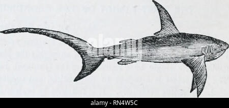 . The animal kingdom : arranged after its organization; forming a natural history of animals, and an introduction to comparative anatomy. Zoology. Tig. 147.— The White Shark. uioutlied Dos-fisli. Light-brown, with ocellatcd spots. All the three are peculiarly destructive to the more valuable fishes. Some foreign ones have a slight difterence of character. The Sharks properly so called include all species with a produced snout, no nasal grooves, and with d, caudal lobe more or less forked. They form the genus Carc/iarias,—a numerous and notorious tribe, ^vith trenchant-pointed teeth, usually se Stock Photo