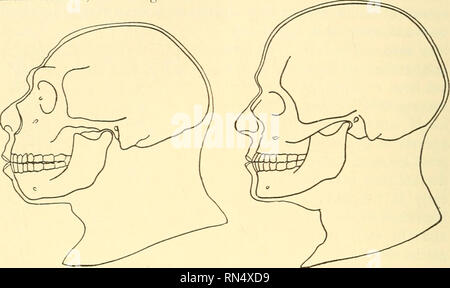 Cro-Magnon Man (Homo sapiens), replica of the skull of Cro magnon (Homo ...