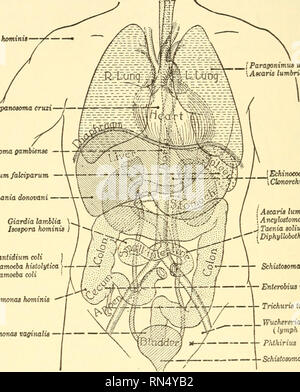 . Animal biology. Biology; Zoology; Physiology. 396 ANIMAL BIOLOGY The adult Liver Fluke is a worm about an inch long which lives in the bile ducts of the liver of Sheep, Cattle, Pigs, etc., and occasionally in Man. It is hermaphroditic, each individual pos- sessing both male and female reproductive organs, and in its iso- lated position is almost continually producing fertilized eggs. In fact, one Fluke may liberate over five hundred thousand eggs Sarcocystis hominit —y£— —* [Paragonimus loestermani Ascaris lumbricoides (larva). Trypanosoma cruzi Trypanosoma gambiense — Plasmodium falciparum Stock Photo