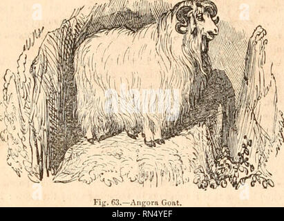 Antique Illustration Of Angora Goats High-Res Vector Graphic - Getty Images