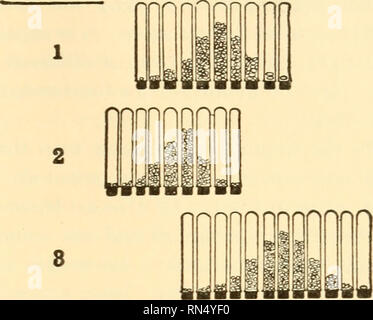 . Animal biology. Biology; Zoology; Physiology. DESCENT WITH CHANGE 381. 4 Sfci* •% a iitf tion) from a population and then stops — though if selection is stopped the isolated lines usually merge soon again into the original population. A mutation must occur in the pure line for selection to be effective — but by   . ., . , Pure Line the mutation the single pure line becomes two. (Fig. 243.) Thus the pure line con- cept has served to clarify our ideas in regard to selection by focussing at- tention on the actual na- ture of the variations be- ing dealt with — to make a sharp discrimination bet Stock Photo