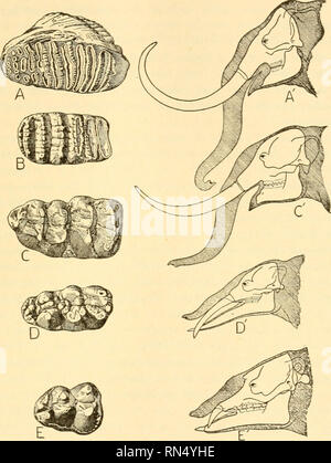 . Animal biology. Biology; Zoology; Physiology. DESCENT WITH CHANGE 371. Please note that these images are extracted from scanned page images that may have been digitally enhanced for readability - coloration and appearance of these illustrations may not perfectly resemble the original work.. Woodruff, Lorande Loss, 1879-1947. New York The Macmillan company Stock Photo