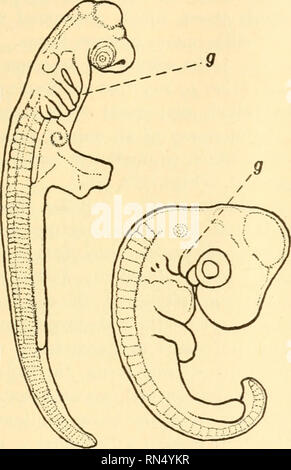 . Animal biology. Biology; Zoology; Physiology. DESCENT WITH CHANGE 365 next higher group, the Amphibia (Frogs, Toads, etc.), the auricle is divided into two parts, while the ventricle remains as before. Thus these forms have a three-chambered heart. Passing to the Reptiles, we find that most of the Lizards, Snakes, and Turtles have the ventricle partially divided into two chambers, while the more specialized Crocodiles and Alligators have a complete partition and therefore a four-chambered heart. This is the con-. Please note that these images are extracted from scanned page images that may h Stock Photo