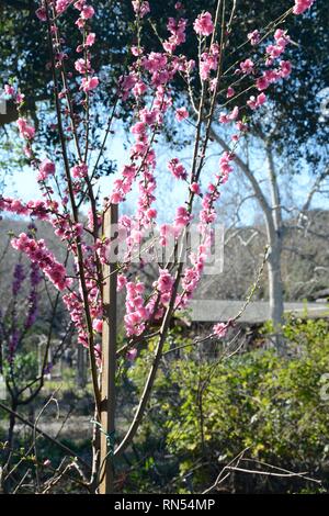 Young cherry blossom tree in bloom at the Descanso Gardens in La Cañada Flintridge. Stock Photo