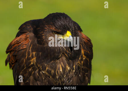 Close up head and shoulders of a Harris Hawk (Parabuteo unicinctus) bird of prey against a green background.  Taken in Gloucestershire, England, UK Stock Photo