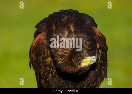 Close up head and shoulders of a Harris Hawk (Parabuteo unicinctus) bird of prey against a green background.  Taken in Gloucestershire, England, UK Stock Photo