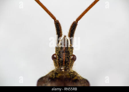 Macro photo of small insect isolated on white Stock Photo