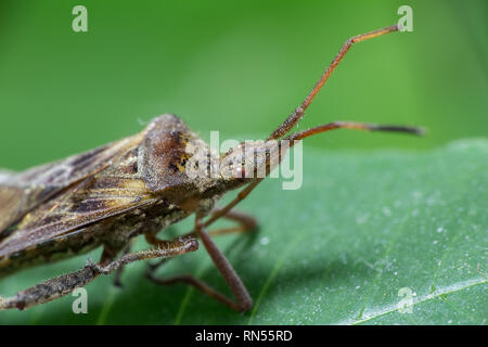 Macro photo of small insect on green leave Stock Photo