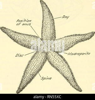 echinodermata diagram