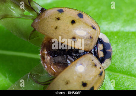 Yellow ladybird with open wings on green leave Stock Photo