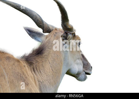 Common eland head from back isolated on white background Stock Photo