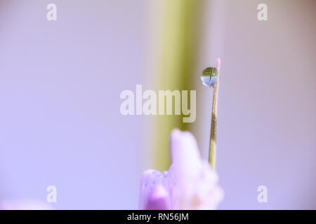 Small drop of water on grass, macro pastel colored photo Stock Photo