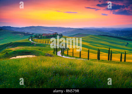Amazing summer colorful sunset landscape in Tuscany. Spectacular flowery grain fields and winding road with cypresses at sunset near Siena, Tuscany, I Stock Photo