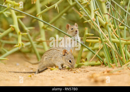 Four-striped Grass Mouse - Rhabdomys pumilio, beautiful small rodent from African bushes and deserts, Walvis Bay, Namib desert, Namibia. Stock Photo